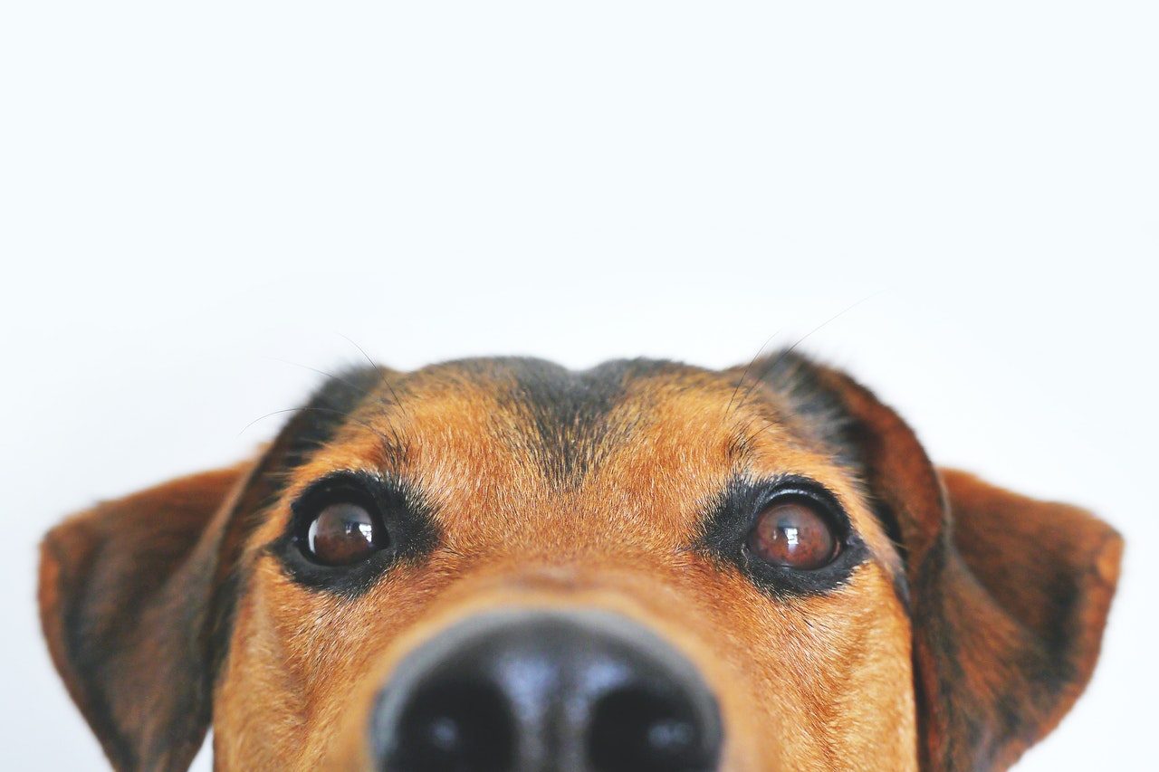 A Black and Tan dog looking up at the camera.
