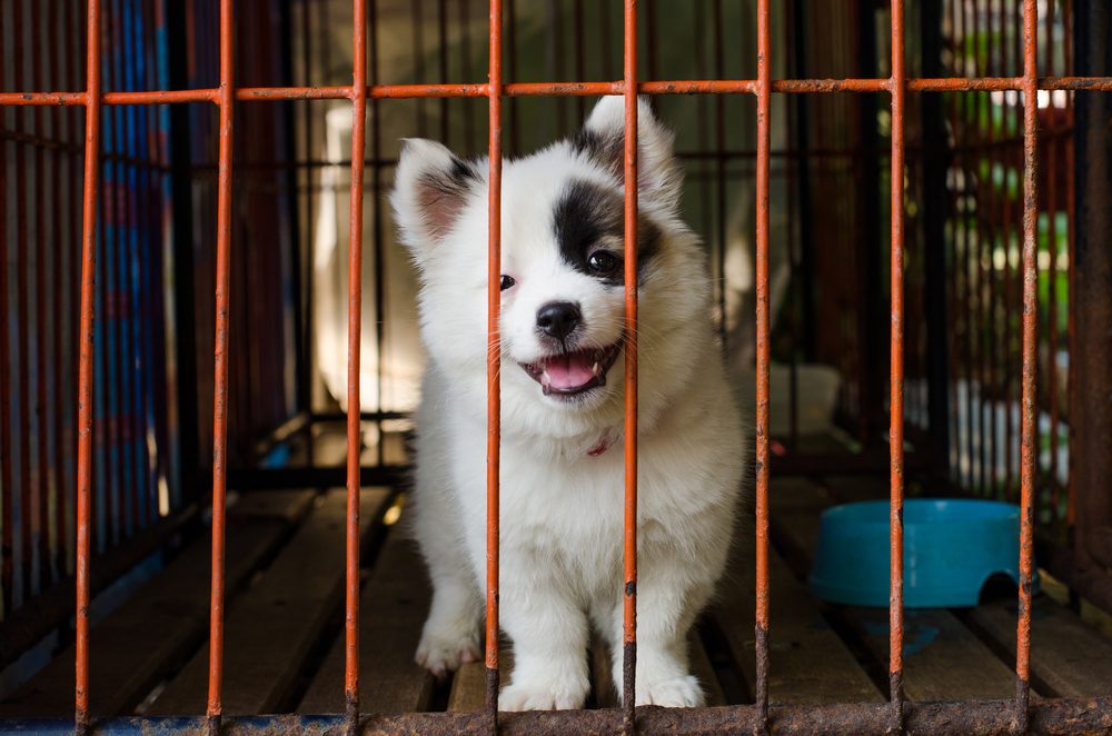 A black and white puppy in a cage.