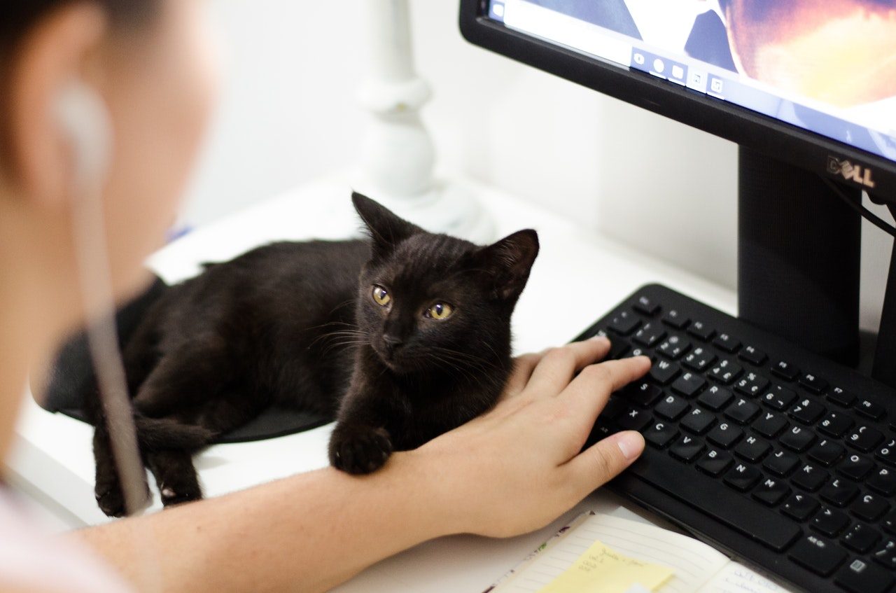 A black kitten lying on a desk while a woman works.