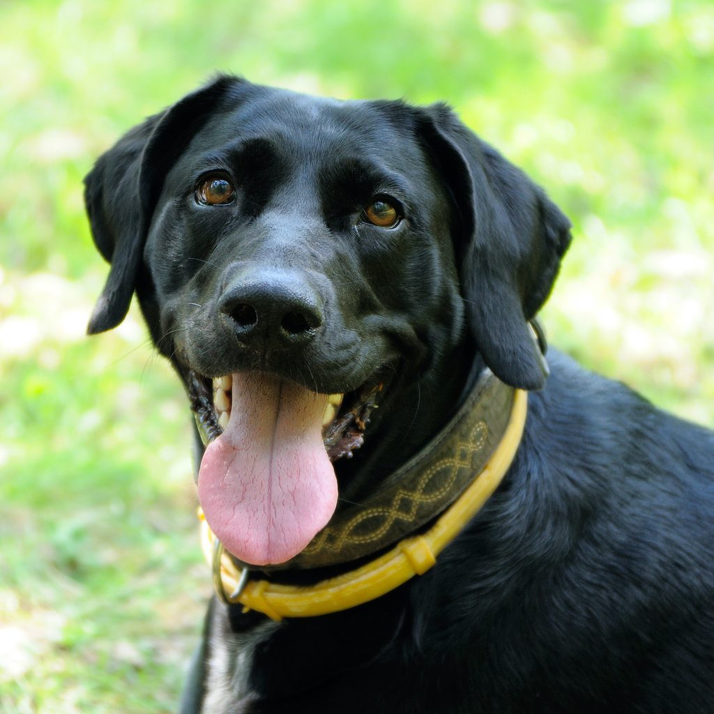 Dog in yellow anti-flea dog collar