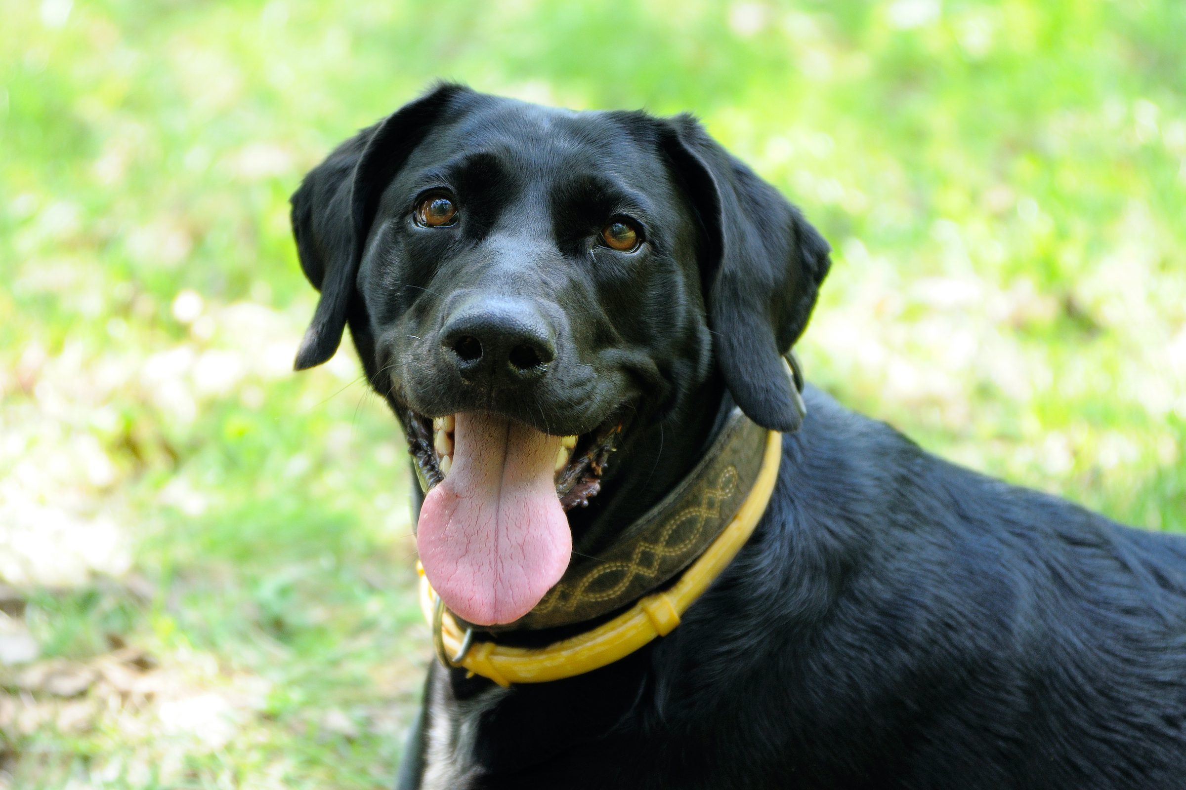 a black labrador retriever wears a regular and flea collar while they stand outside and look toward the camera