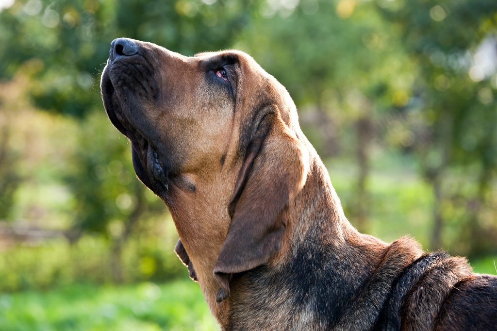 a bloodhound lifts their head and sniffs the air while looking to the side