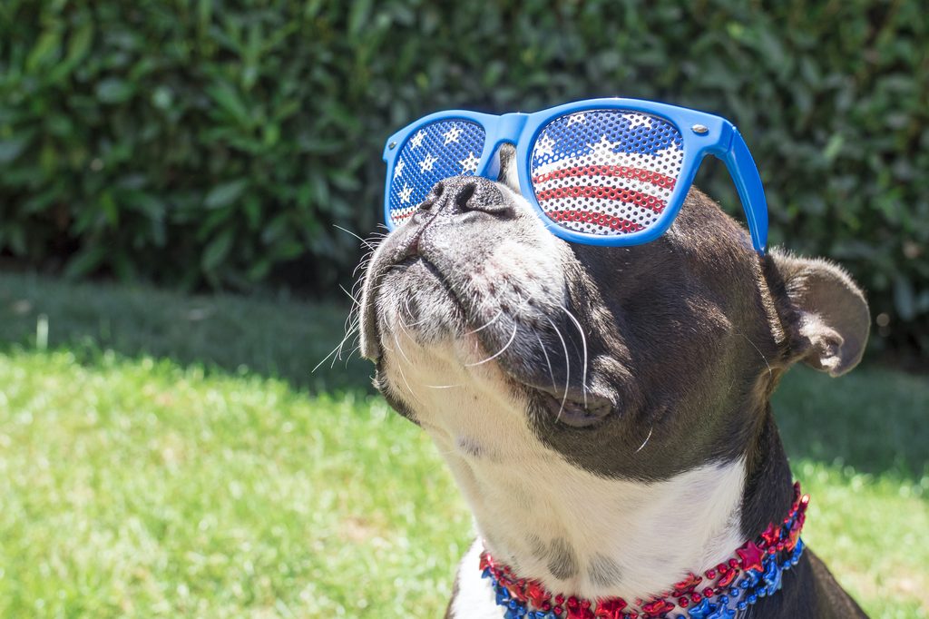 a boston terrier in american flag sunglasses and patriotic beads looks to the side, looking cool