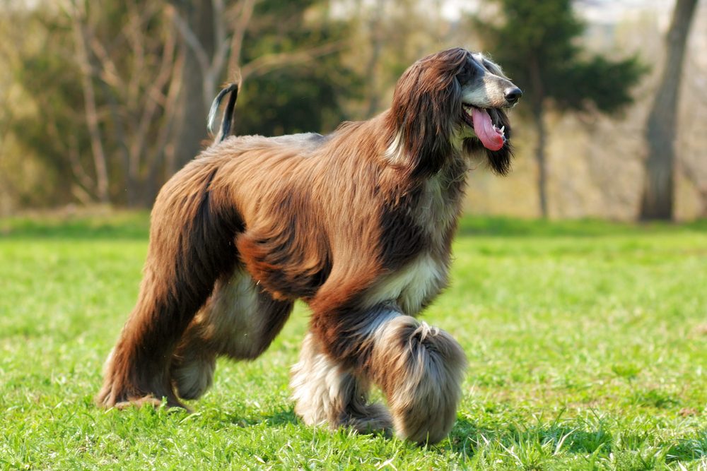 A brown and cream Afghan hound running outside.