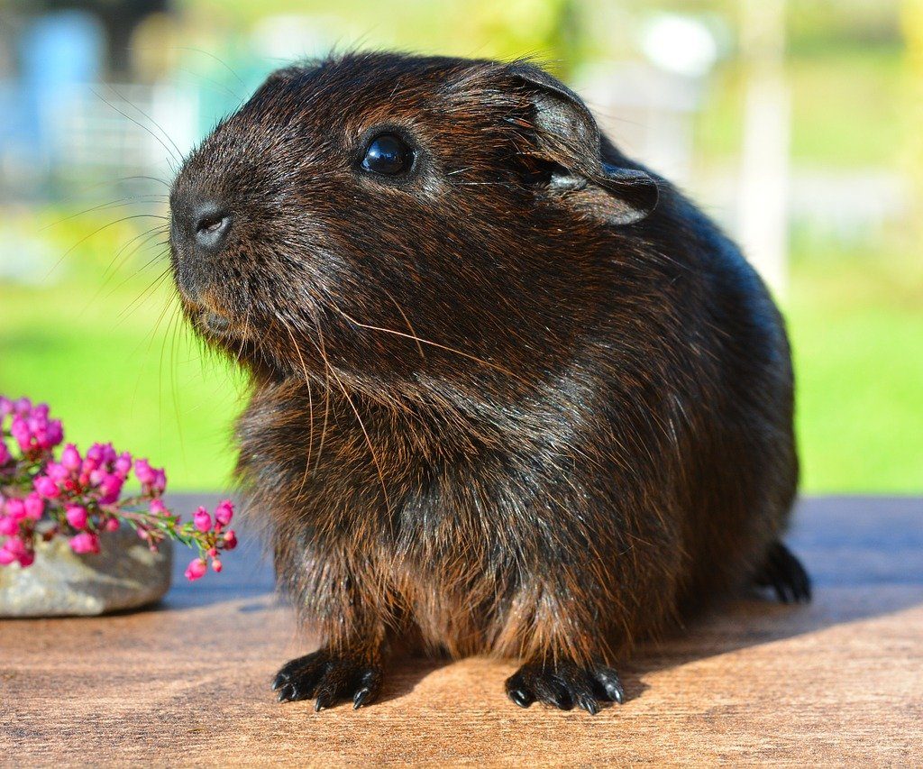 A brown guinea pig sitting on a table near purple flowers