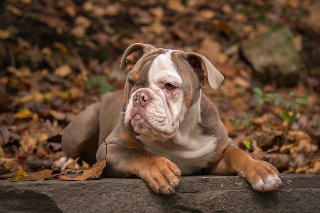 a white, tan, and brown American bulldog lies in a pile of fall leaves with their paws in front of them