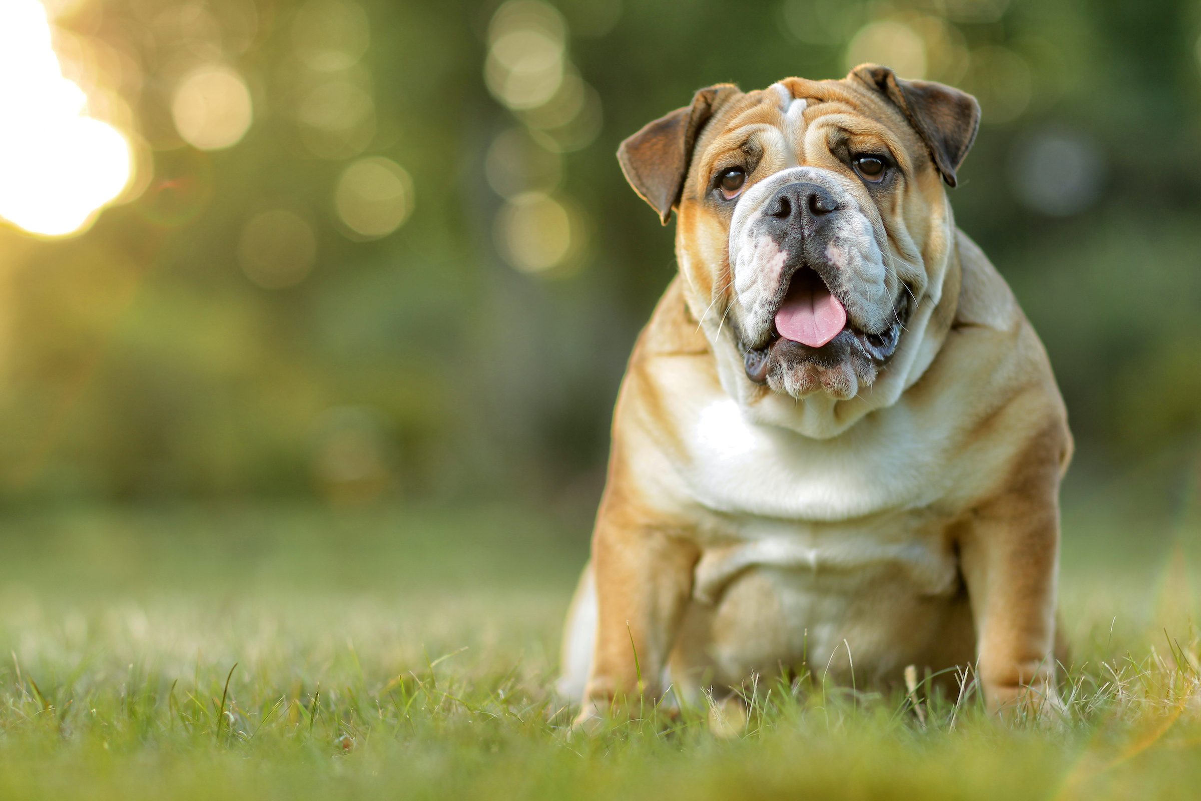 a brown and white english bulldog sits in the grass and looks at the camera with their tongue out