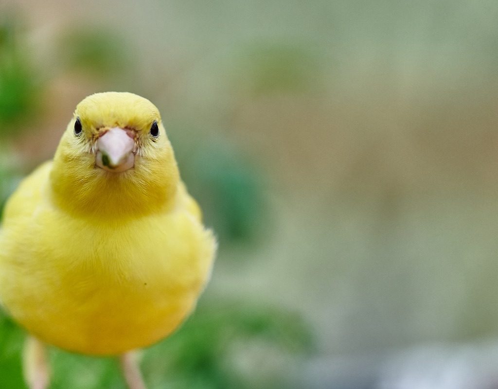 Canary looking into camera