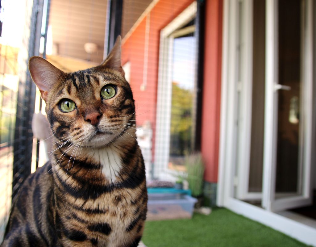 Cat sitting in a catio enclosure