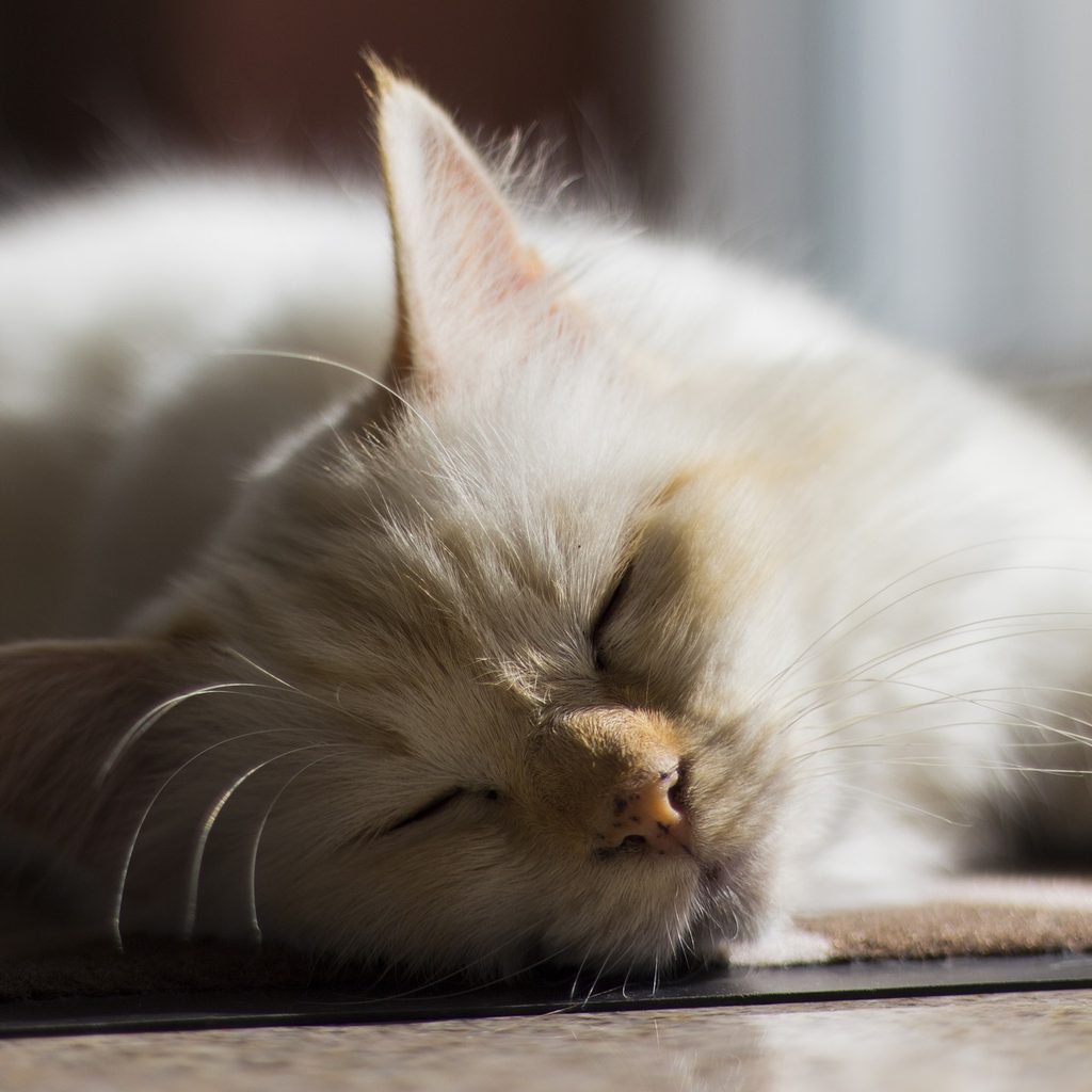 Cat sleeping on a rug in the sun