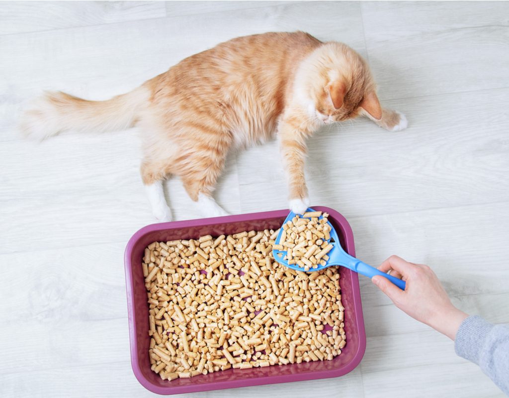 Orange cat lying next to a litter box full of paper litter