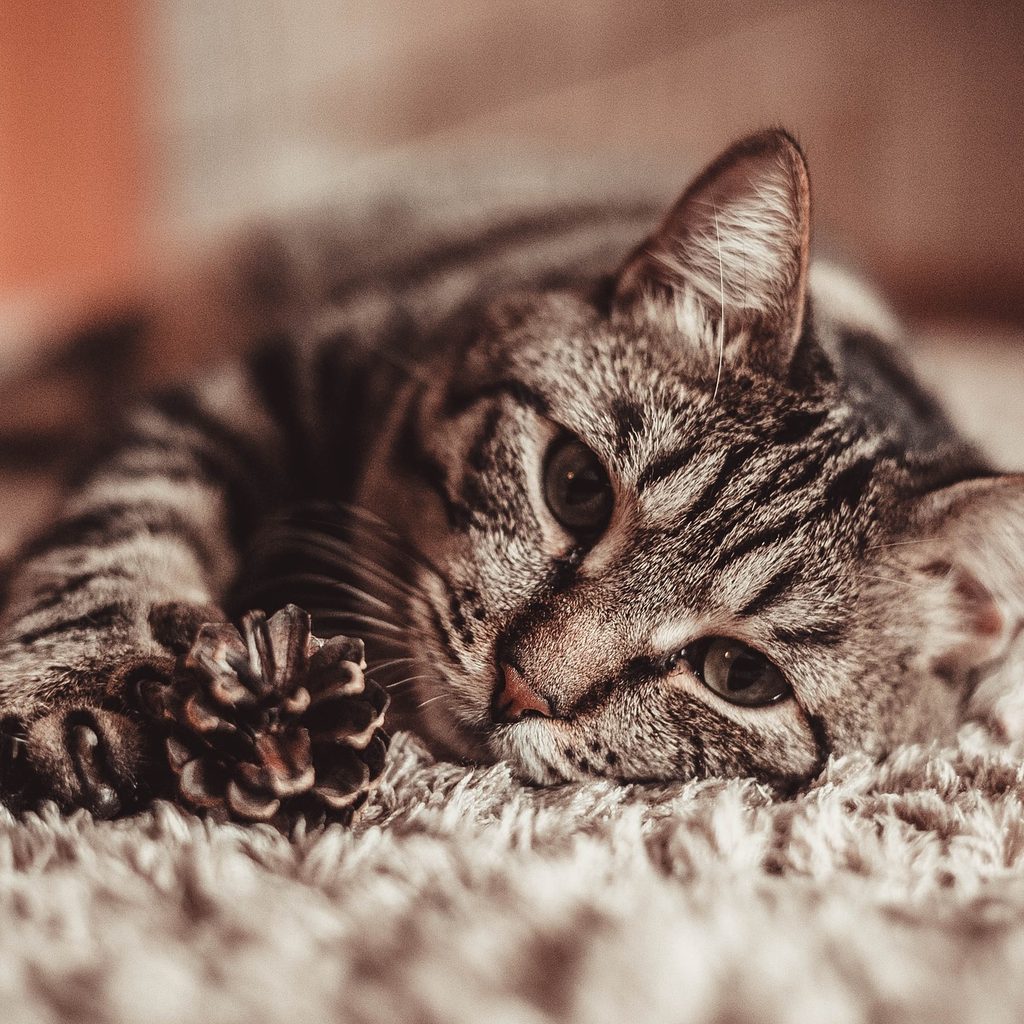 Tiger cat lying on a rug