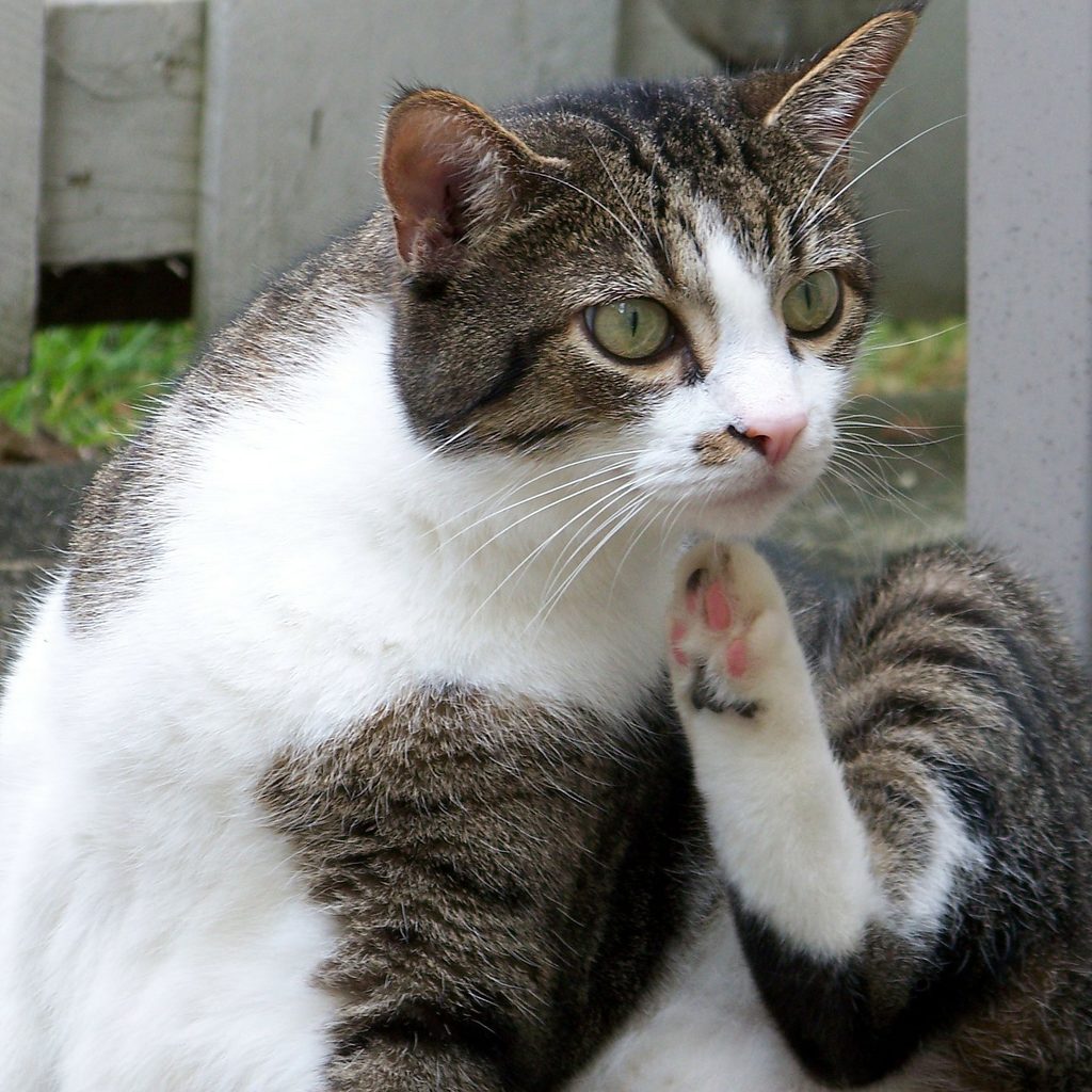 Cat sitting outside scratching its neck