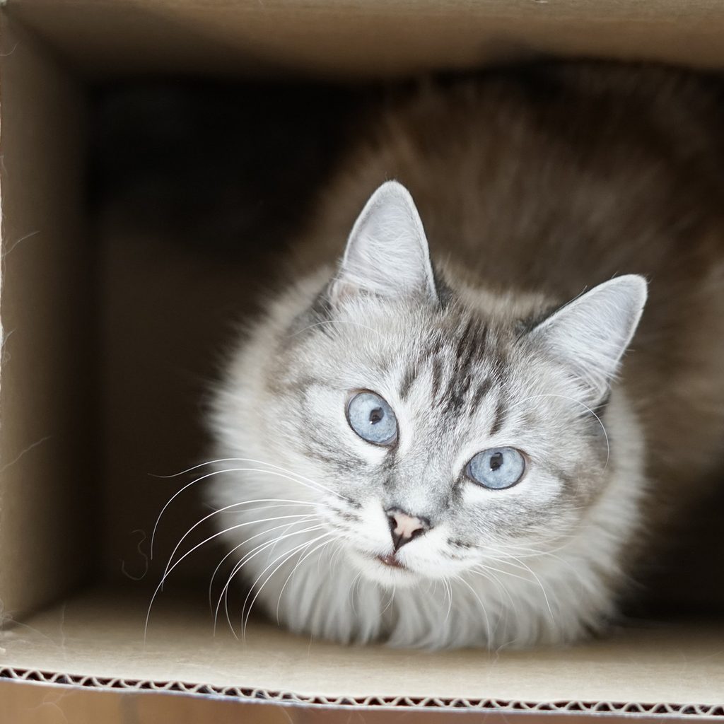 A cat sits in a box