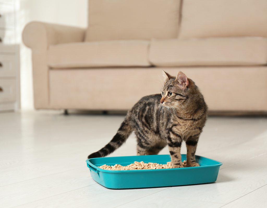 Cat standing in a litter box in a living room