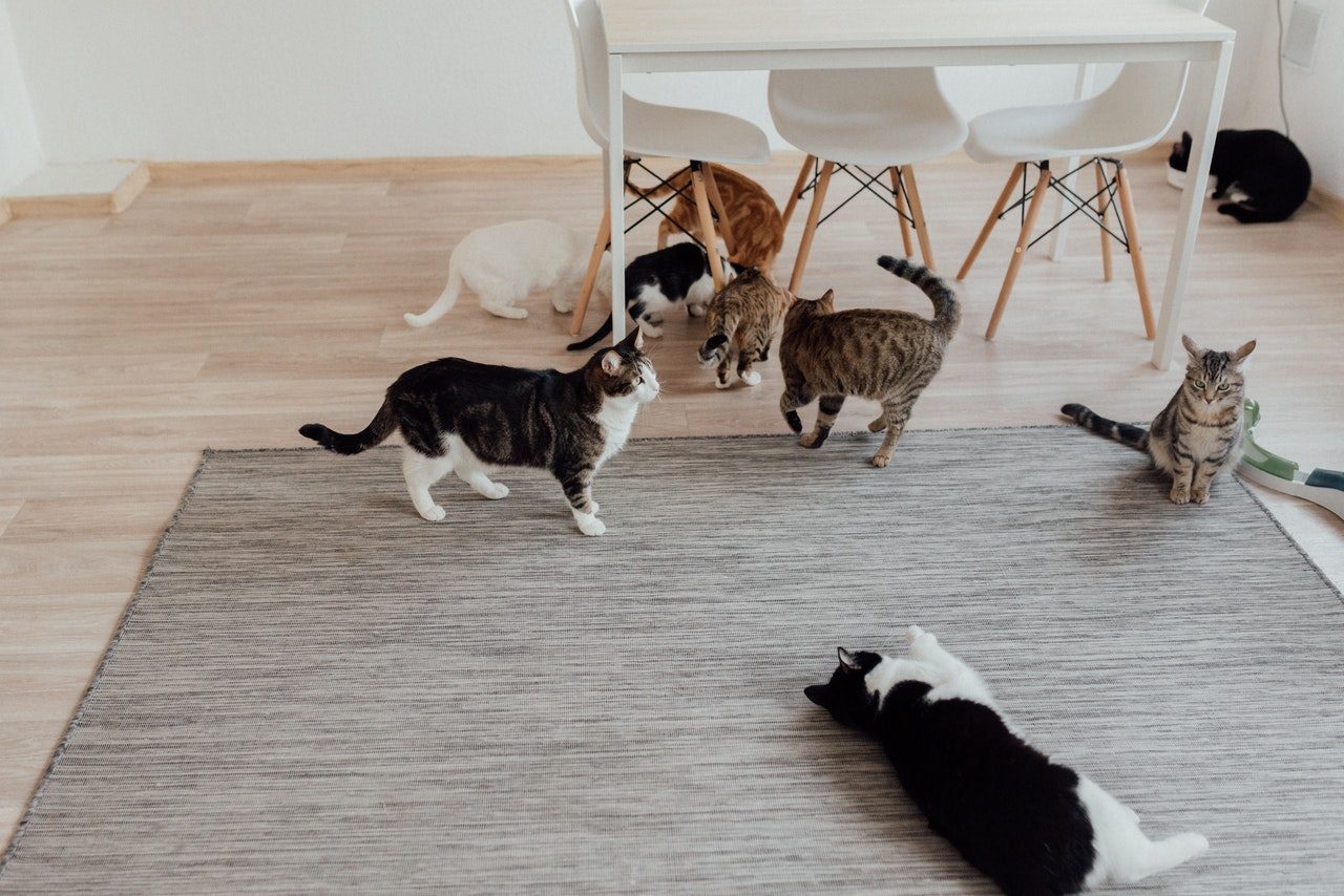 Cats crowded around a kitchen table.