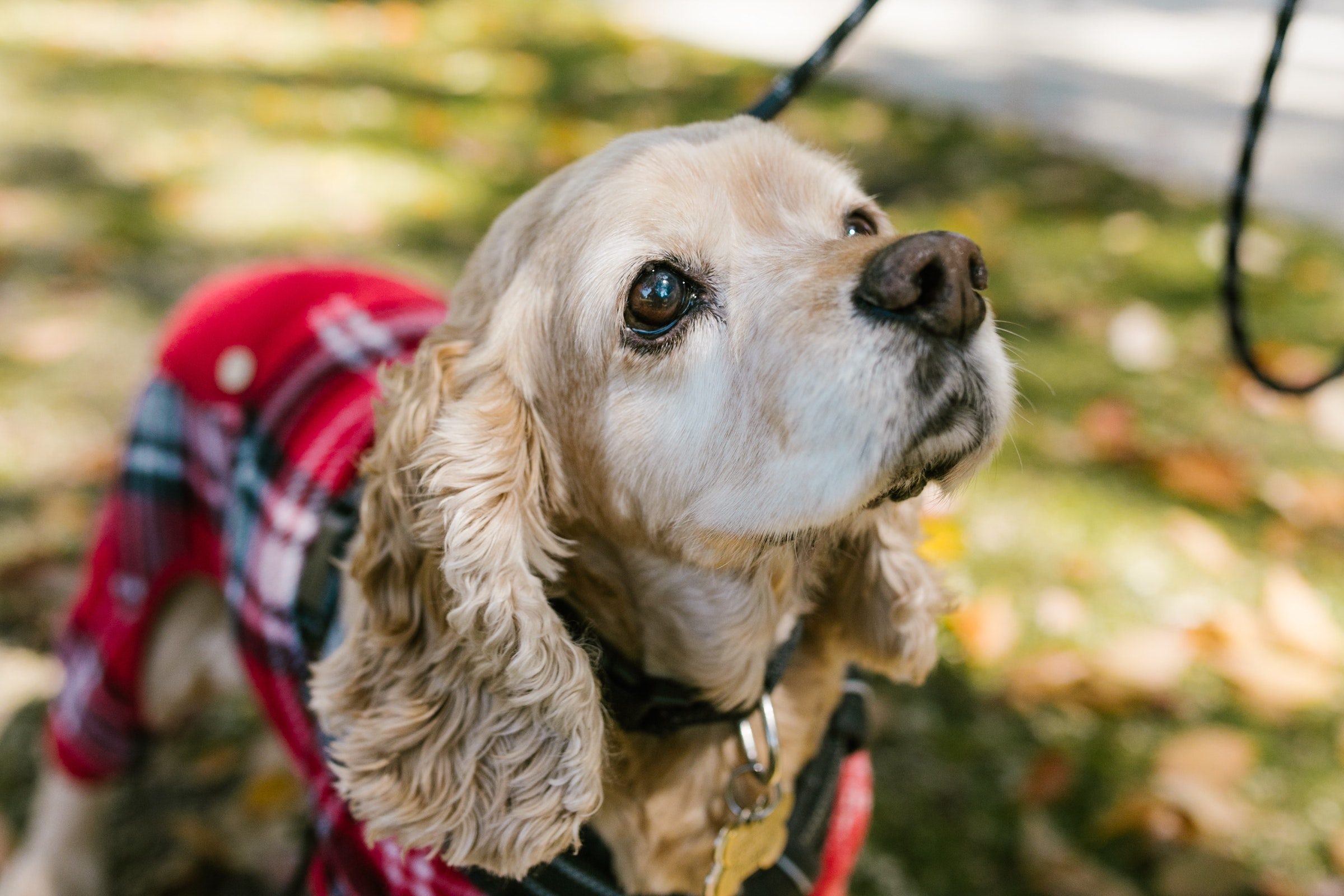 a blonde cocker spaniel with curly ears and red plaid pajamas looks up and past the camera
