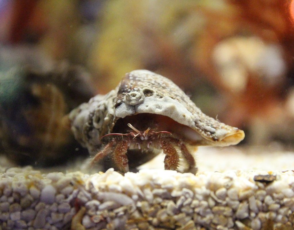 Freshwater crab in the aquarium