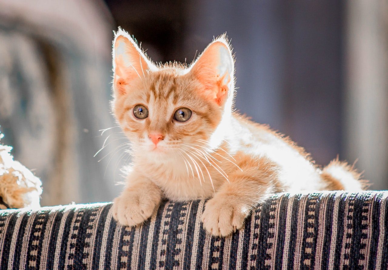 A cream and orange tabby kitten draped over the back of a sofa.