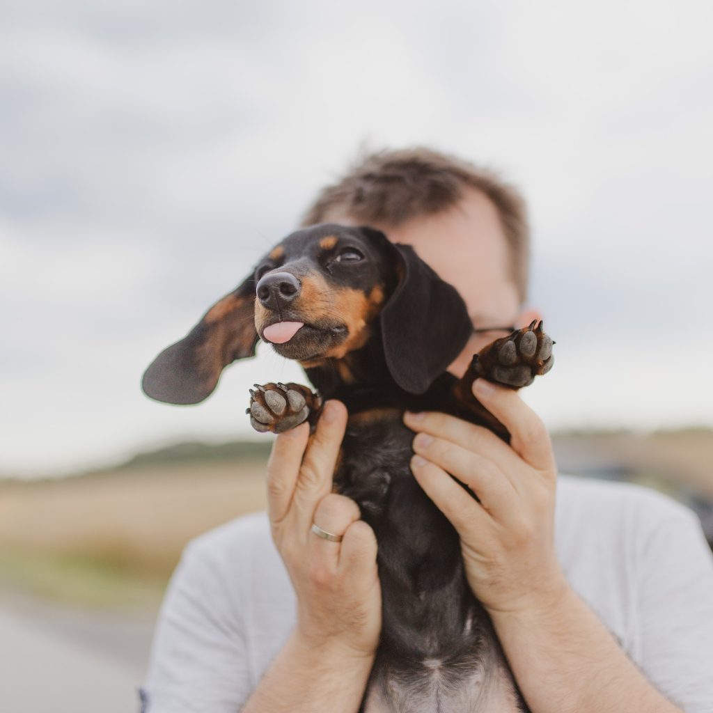 A dachshund sticks out his tongue while being held up