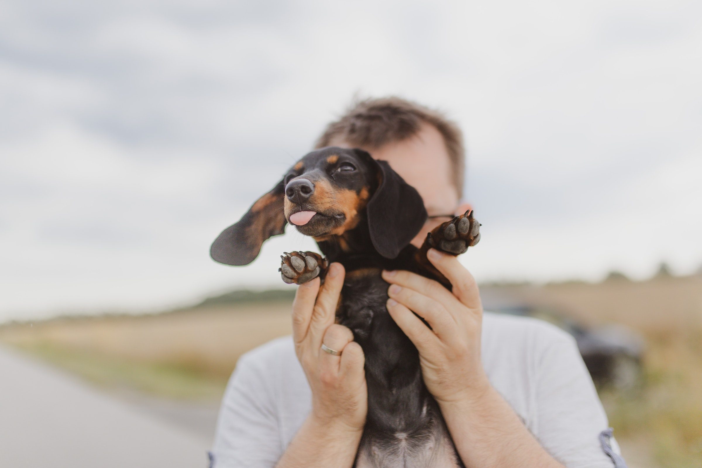 a brown and black dachshund with their tongue out is held up in front of their owner's face