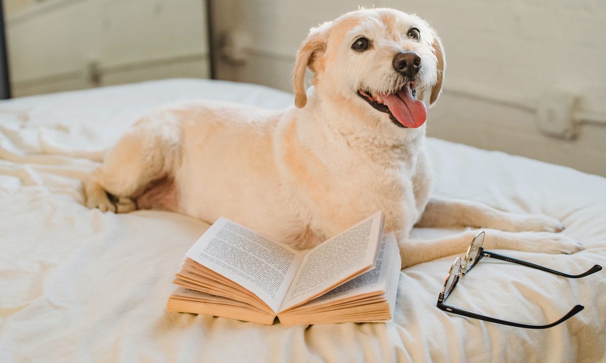a blonde labrador retriever mix lies on the bed next to a book and a pair of glasses