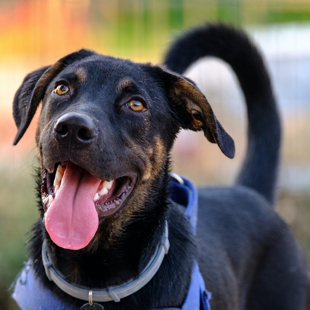 Back dog with a blue harness and flea collar stands with their tongue out and tail wagging