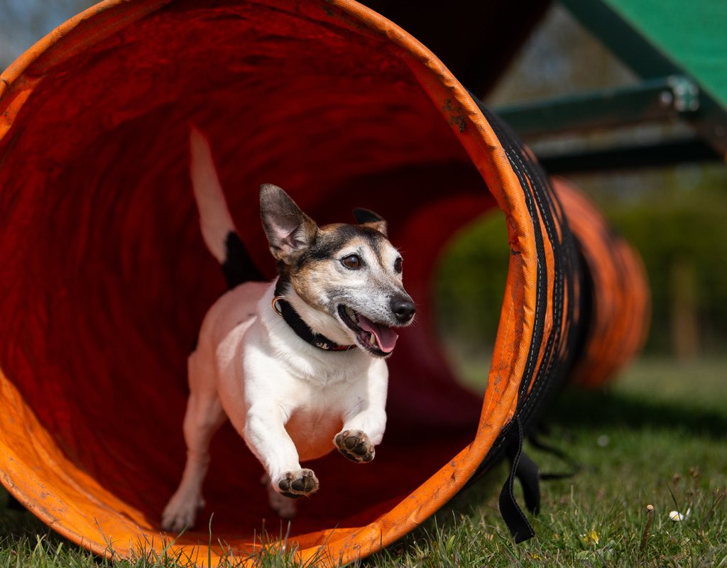 Dog coming out of tunnel on agility course.