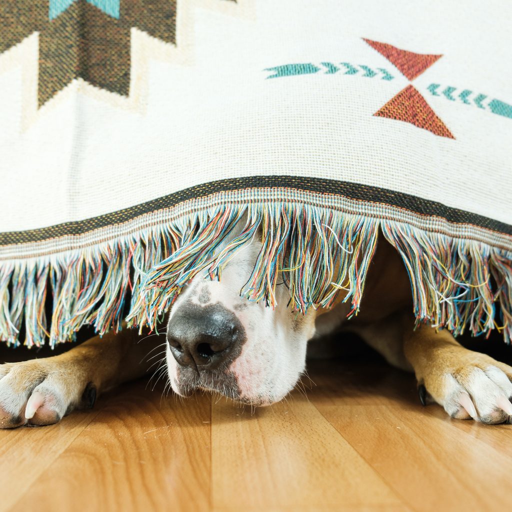 A dog hides under a blanket with just their nose and paws sticking out