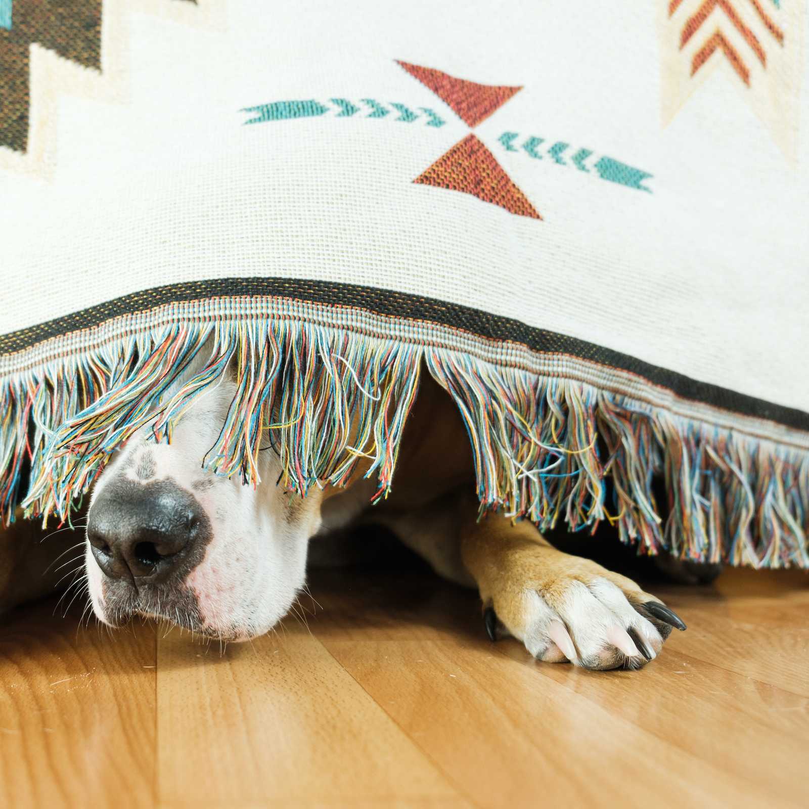 A dog hides under a blanket with just their nose and paws sticking out