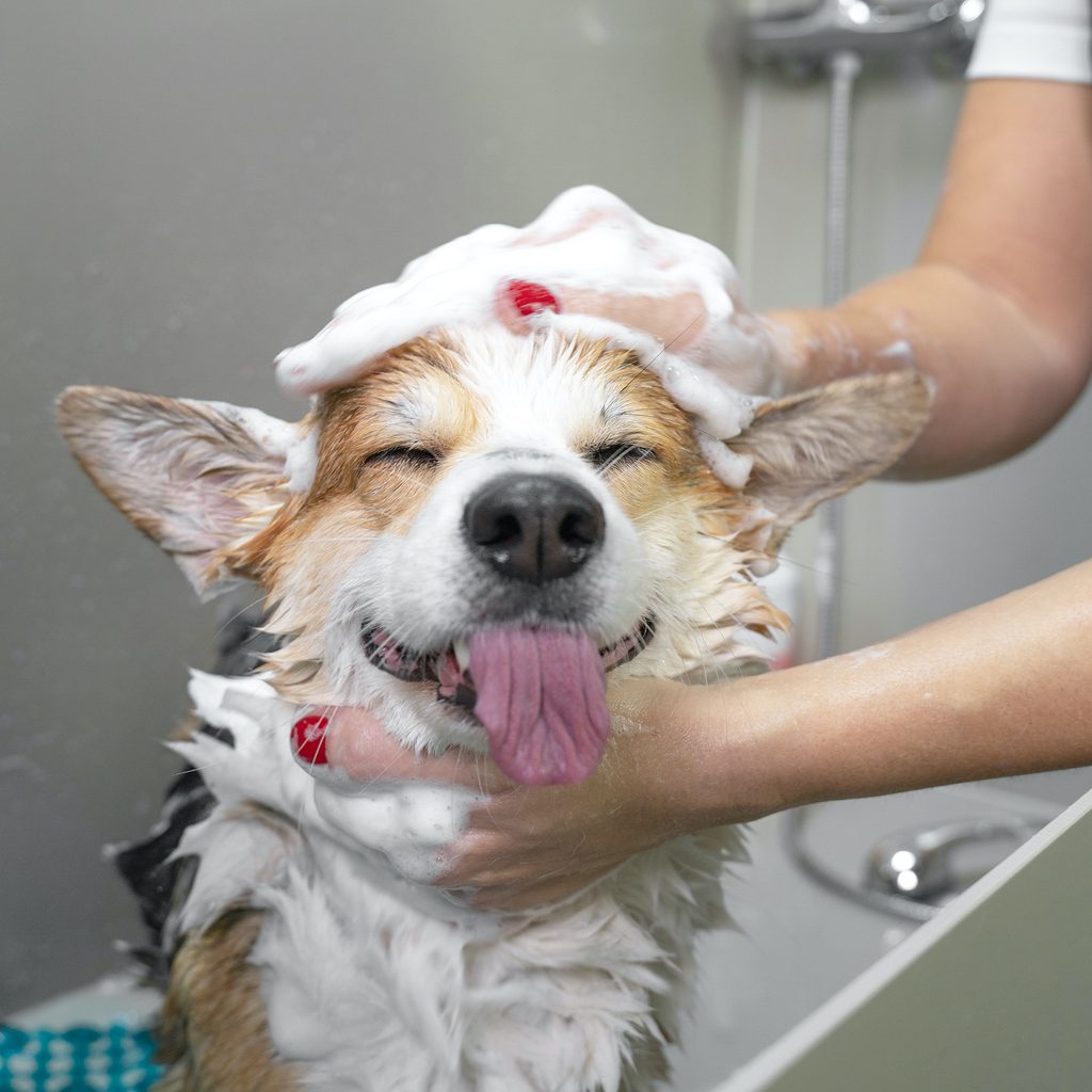 Funny portrait of a Welsh corgi pembroke dog showering with shampoo