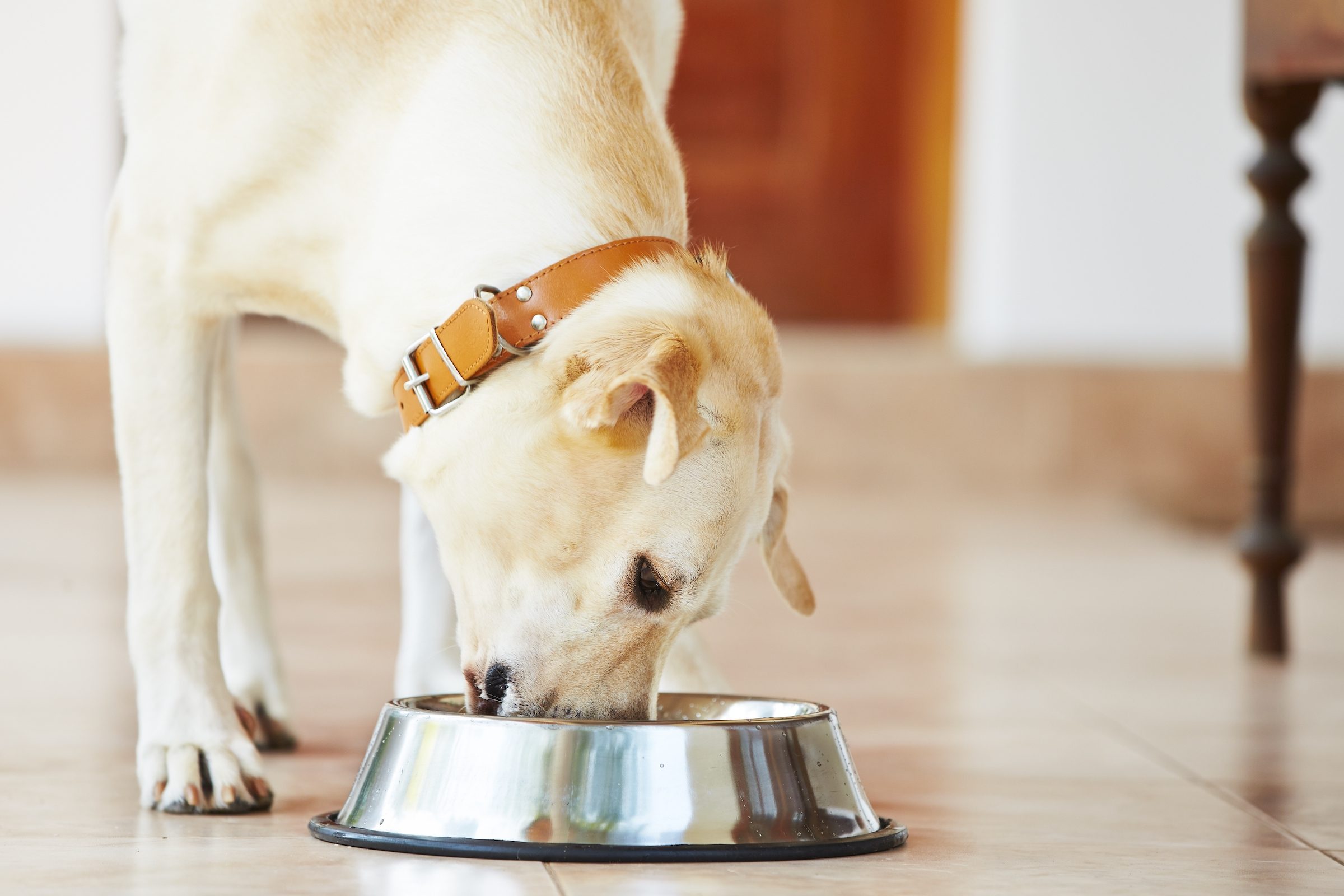 a yellow labrador retriever eats from a silver bowl