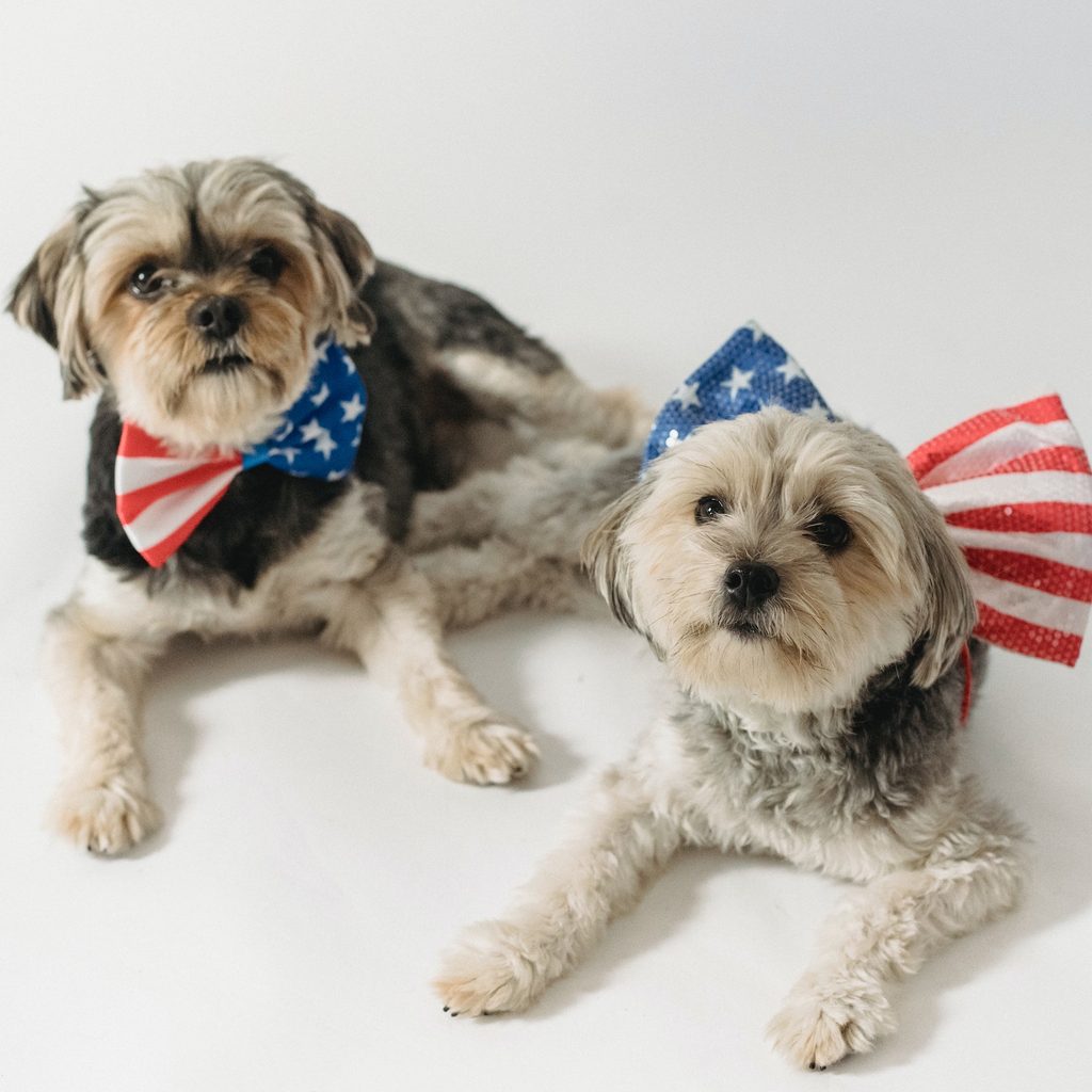 Two small dogs wearing American flag bows on their collars lie down and look at the camera