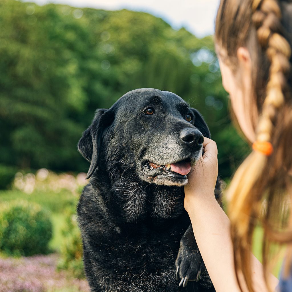 A girl pets a senior black lab somewhere outside