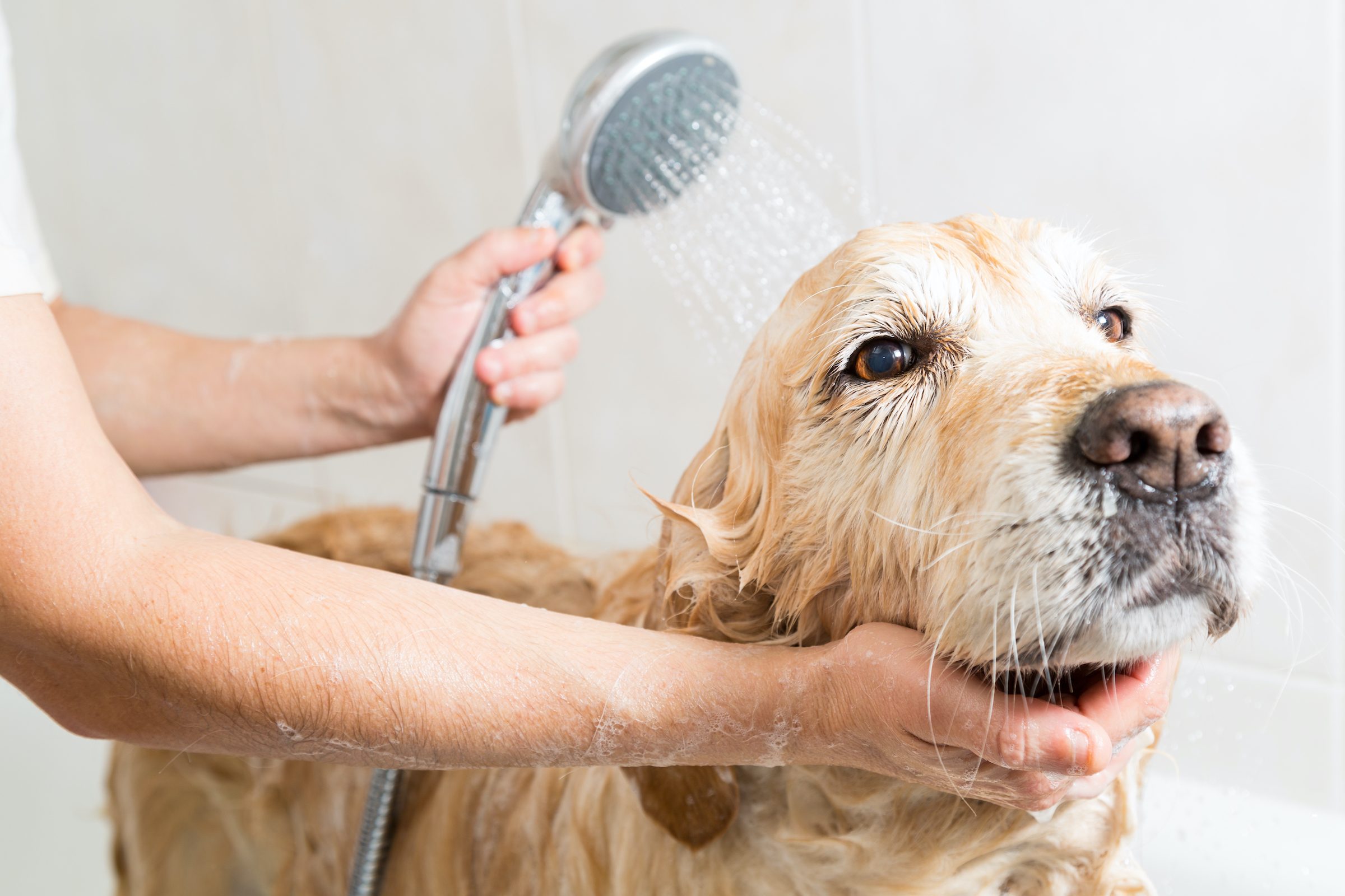 a golden retriever stands in the bath and gets a shower from a groomer
