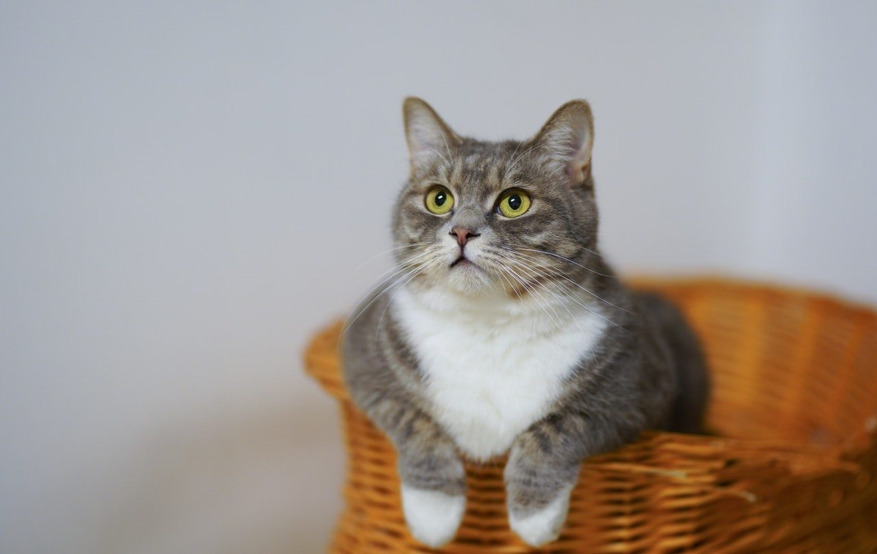 A gray and white cat in a wicker basket.