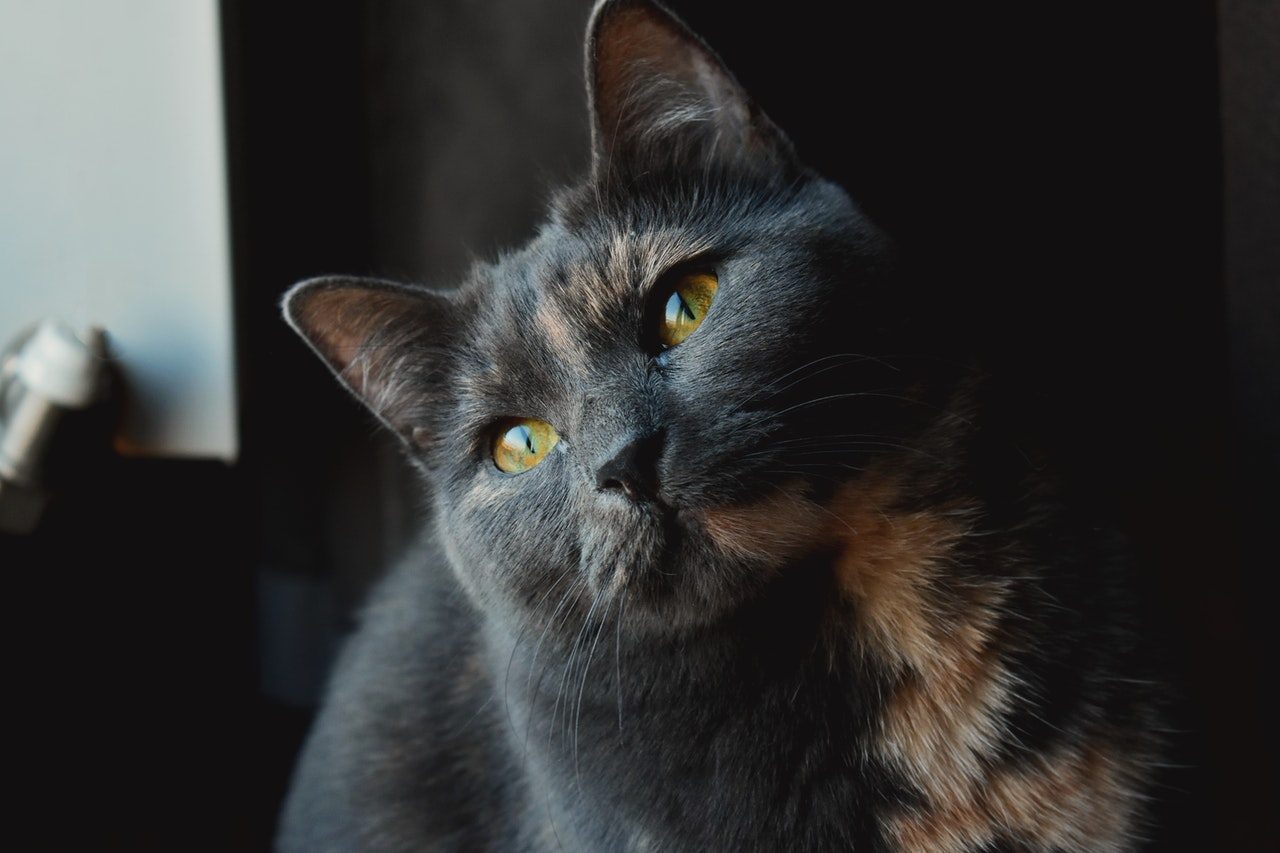 Gray and brown calico cat.