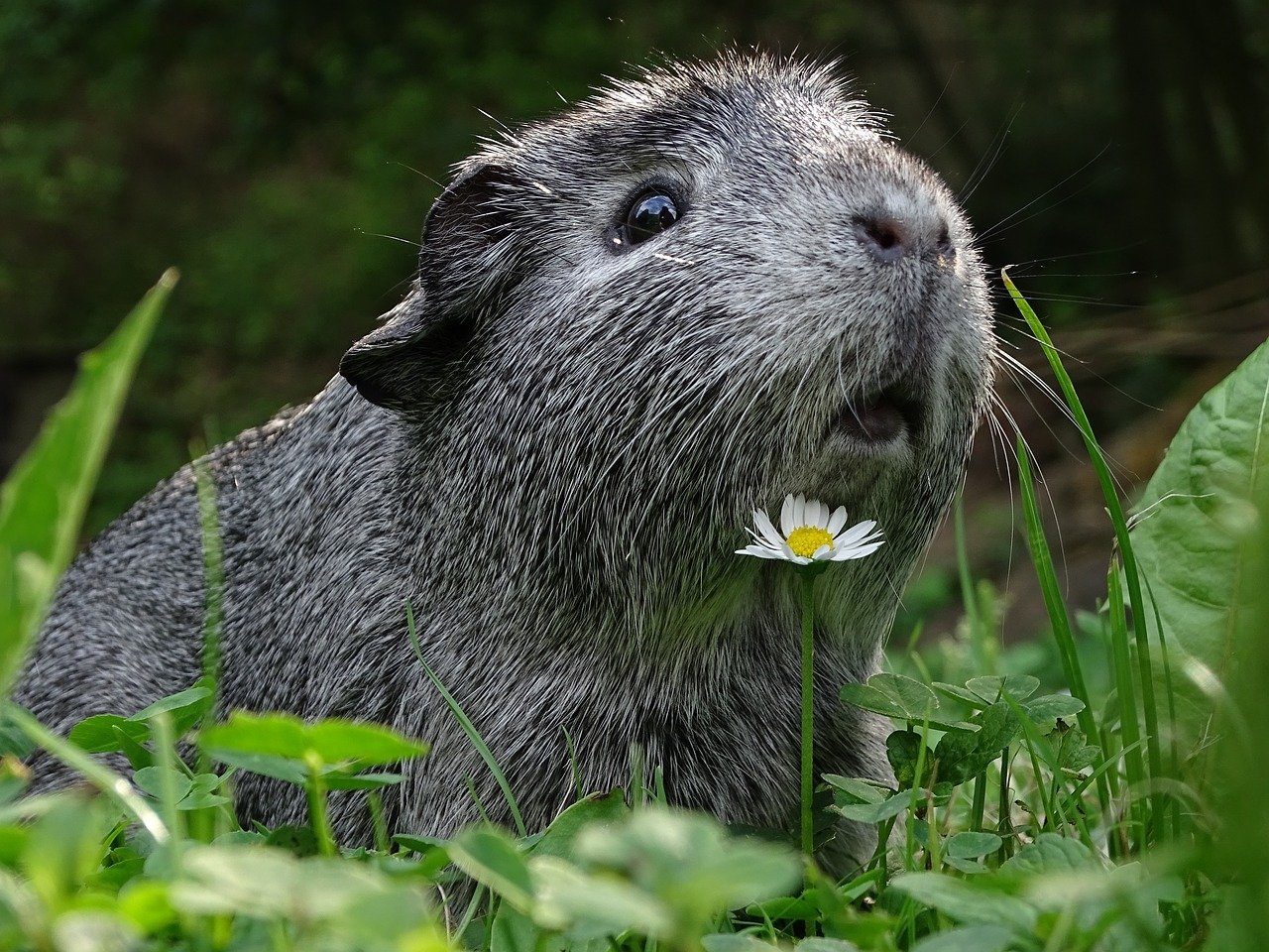 A gray guinea pig near a white flower.