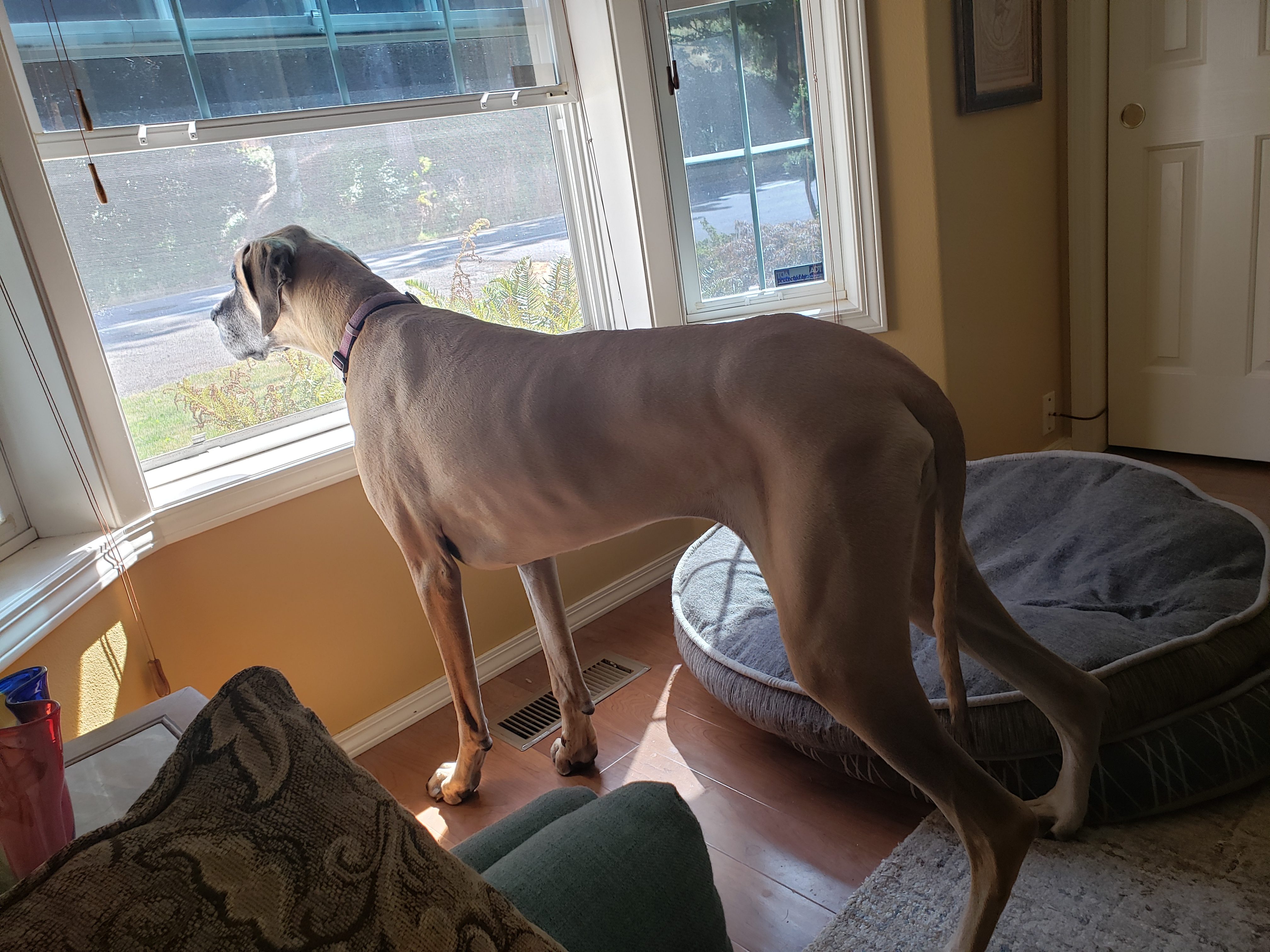 pet profile bethany great dane dog watching window