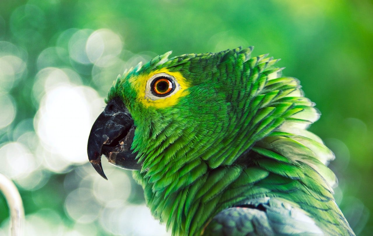 Side profile of a green and yellow parrot.