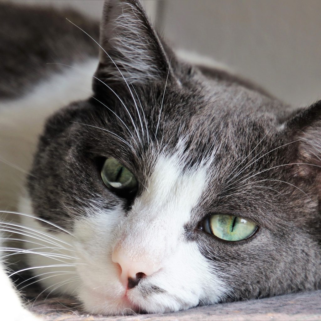 Grey and white cat lying down