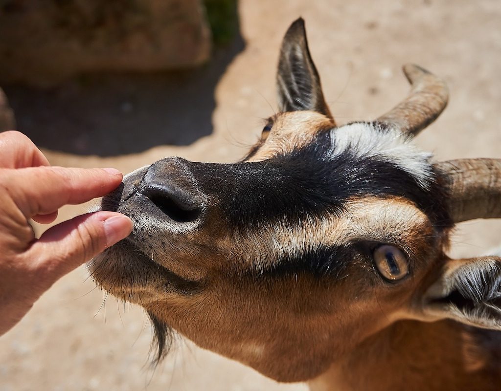 Person touches goat in zoo