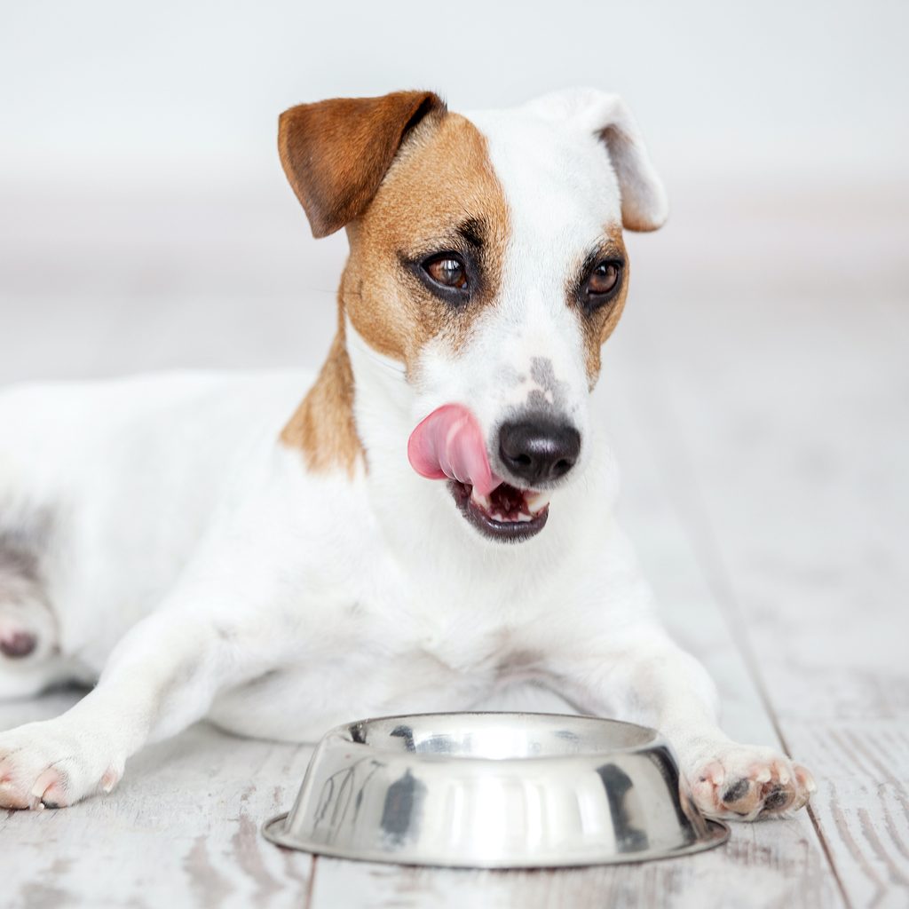 Jack Russell terrier licks their chops and lies down in front of a silver dog food bowl