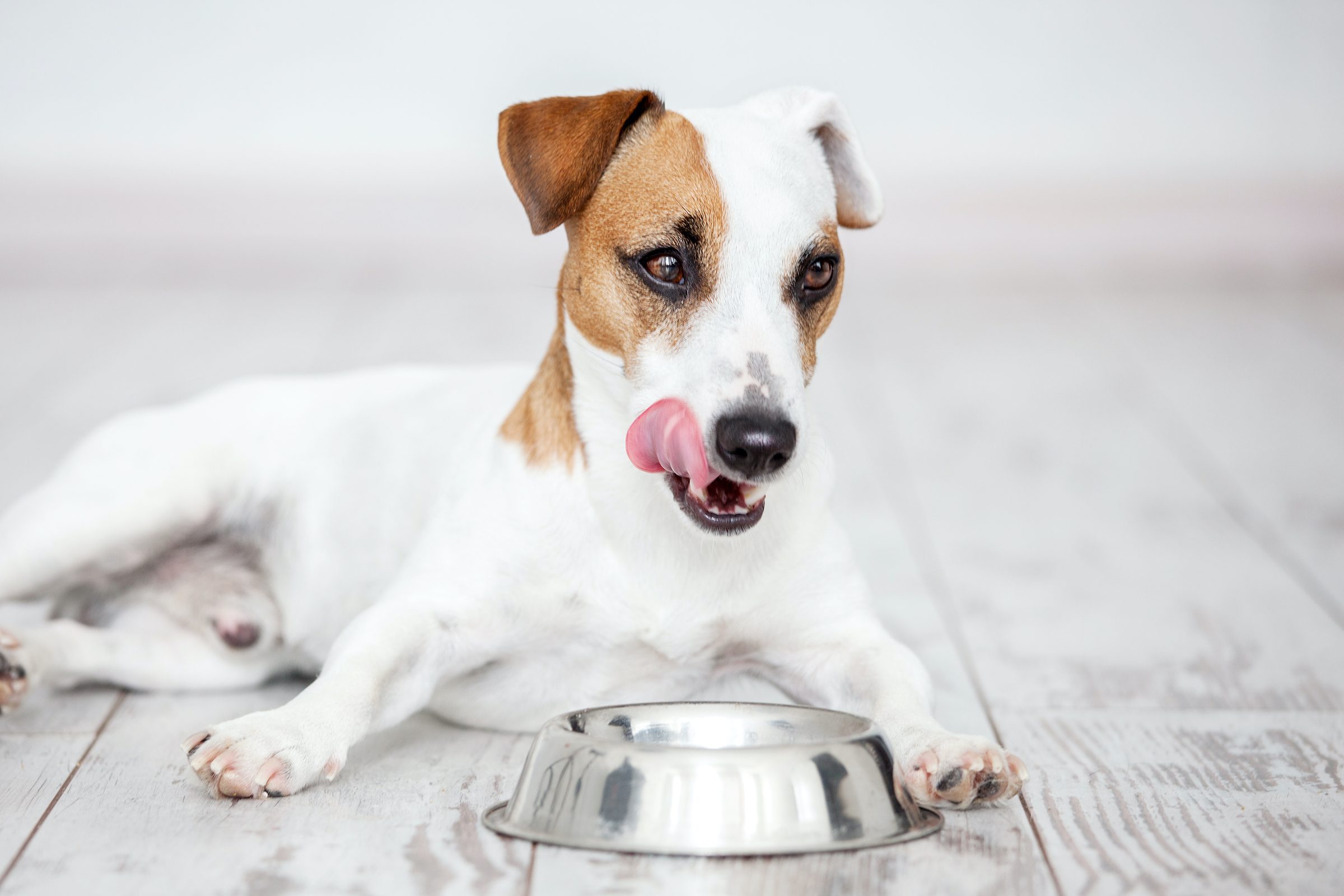 a jack russell terrier licks their chops and lies down in front of a silver dog food bowl