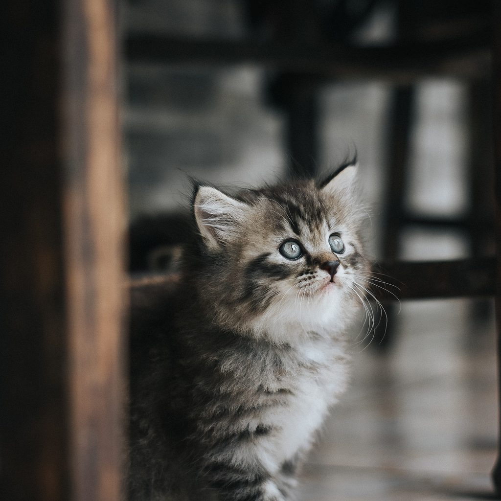 Kitten sitting under a table