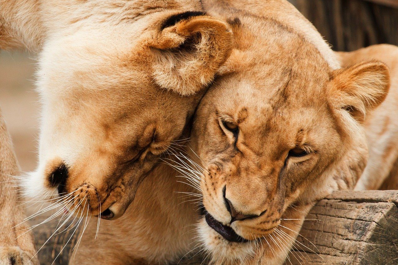 Two lionesses nuzzling each other.
