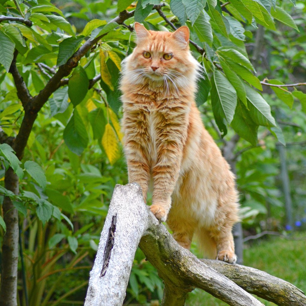 Orange Maine Coon cat climbing a tree branch