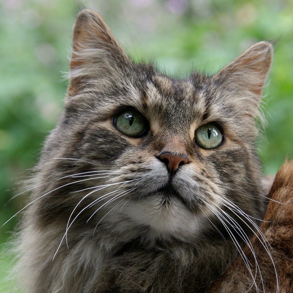 Portrait of a Maine Coon outside
