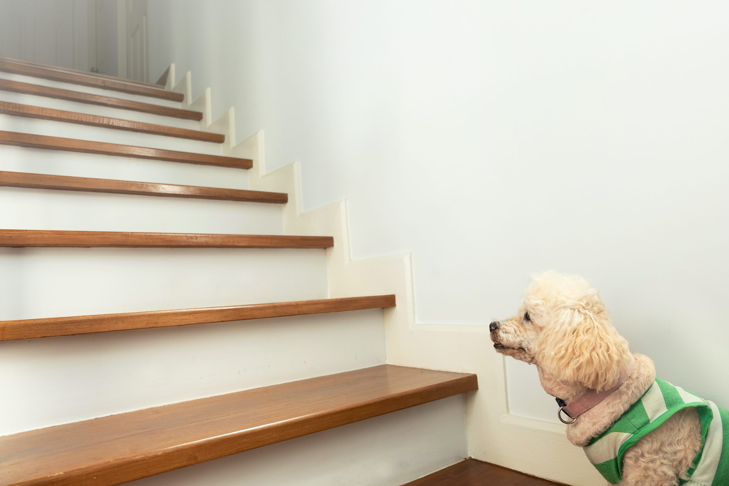 a white miniature poodle sits at the bottom of the stairs and looks up