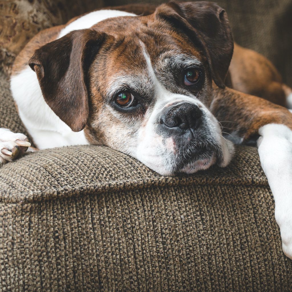 A senior boxer rests on the couch with their paw hanging over the arm